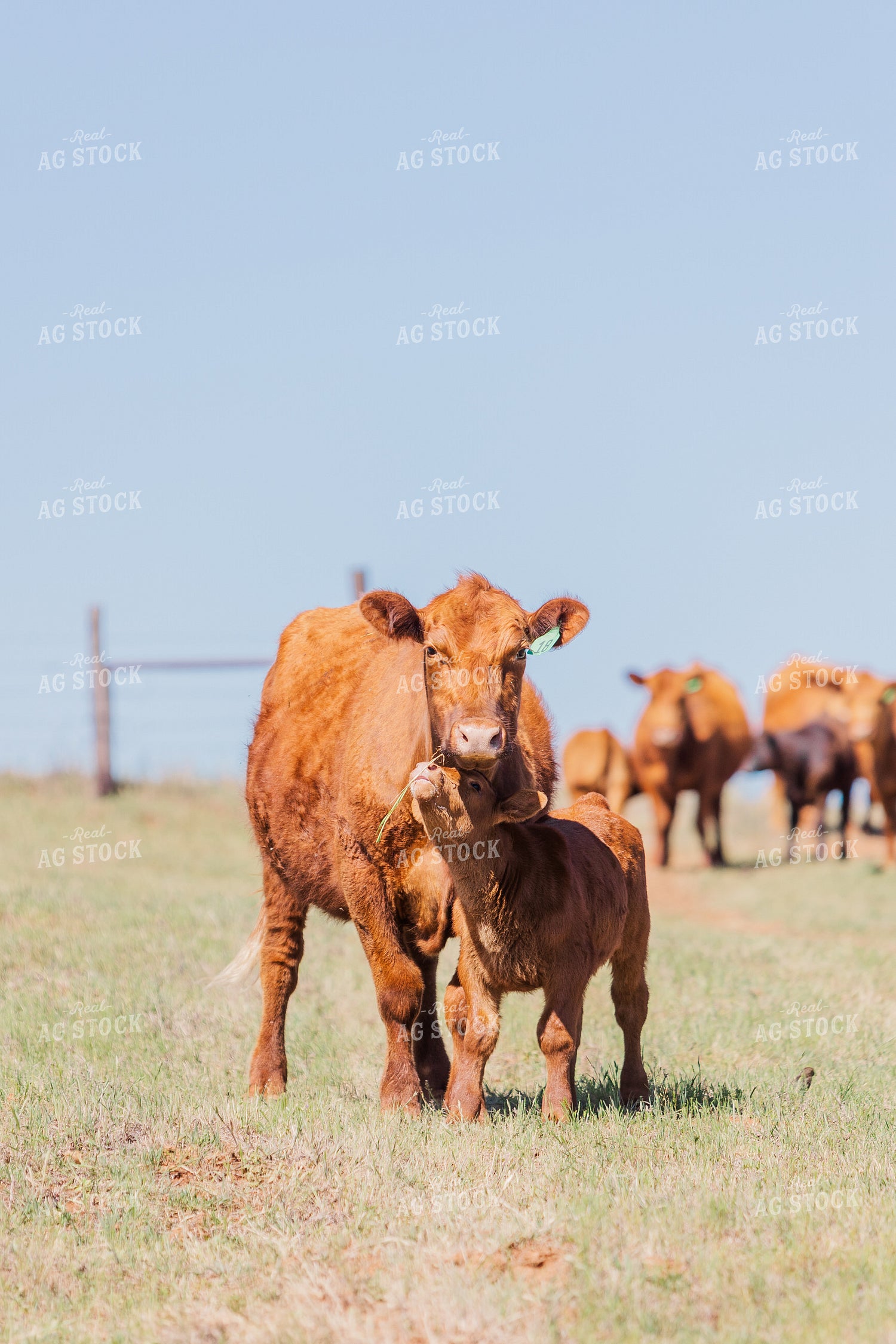 Red Angus Cow and Calf in Pasture 131006