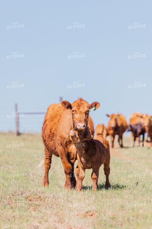 Red Angus Cow and Calf in Pasture 131006