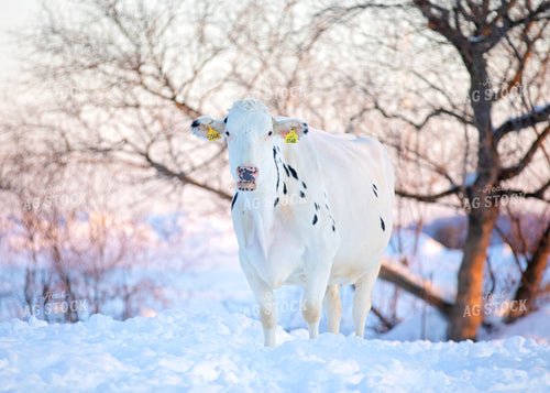 Dairy Cow in Snow 55049