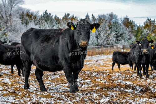 Black Angus Cattle 299188