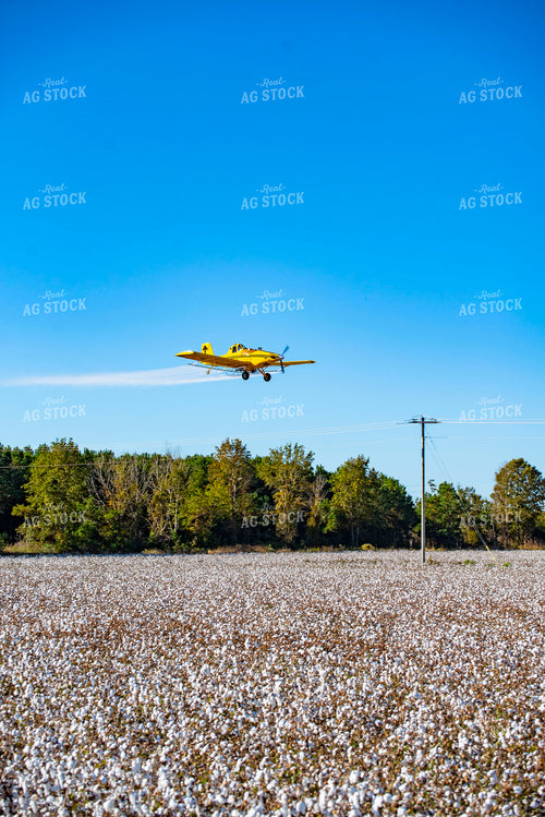 Crop Duster Spraying Cotton Field 136264