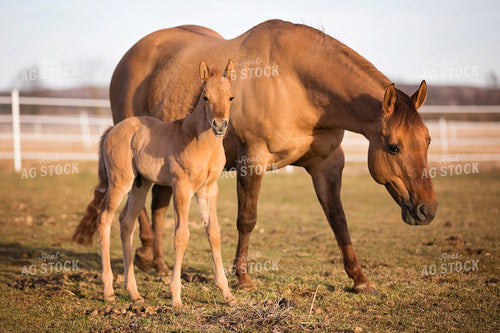 Brown Horse and Foal 55120