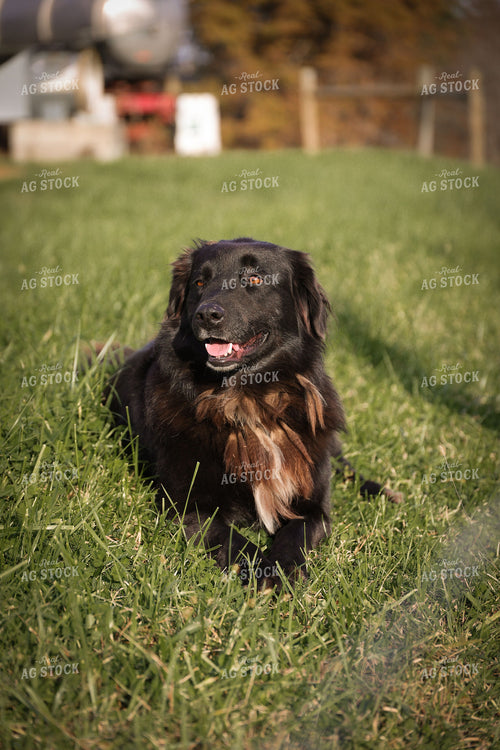 Farm Dog 52466