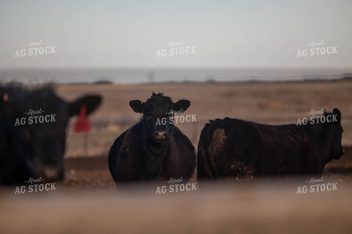 Cattle on Feedlot 72143