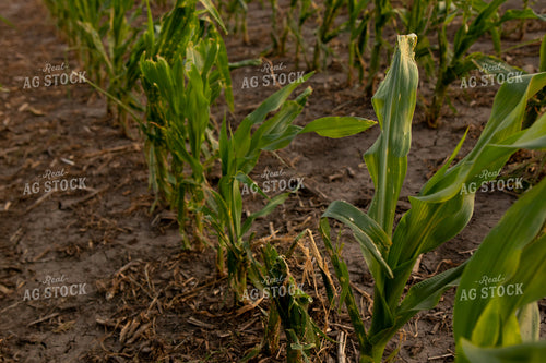 Hail Damaged Corn With Wet Soil 67252