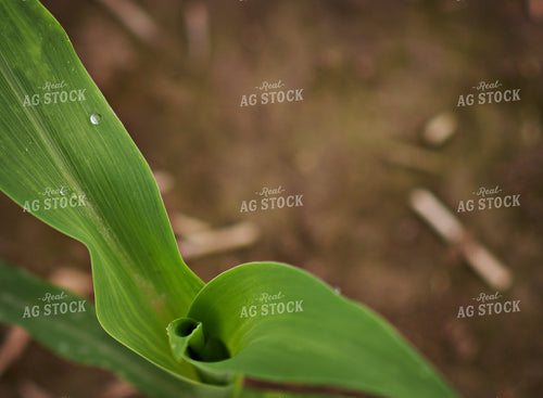 Early Growth Corn 100068