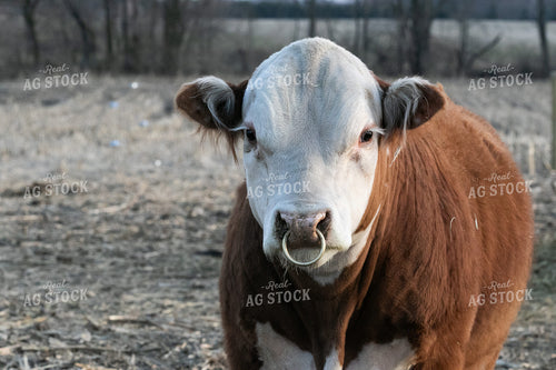 Mini Hereford Bull 300003