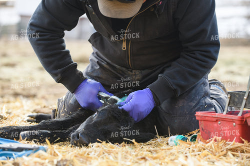 Rancher Working on Calf 51060