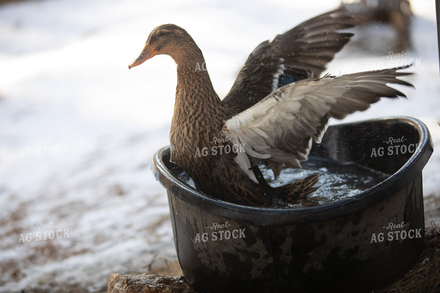 Duck in Water 117464