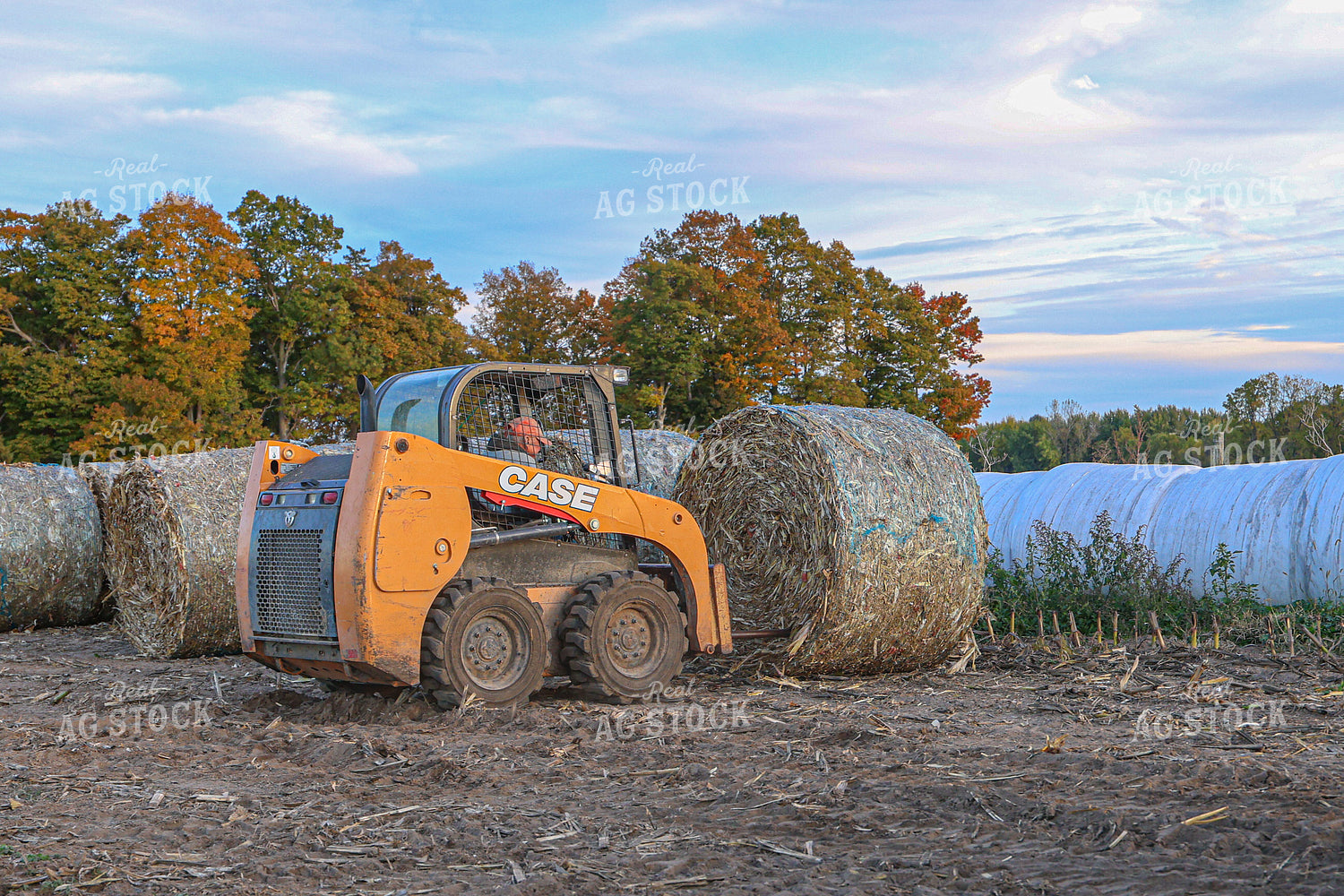 Moving Corn Stalk Bales 160363