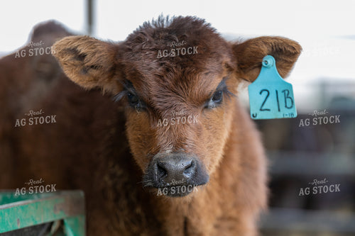 Jersey Dairy Calf 90022