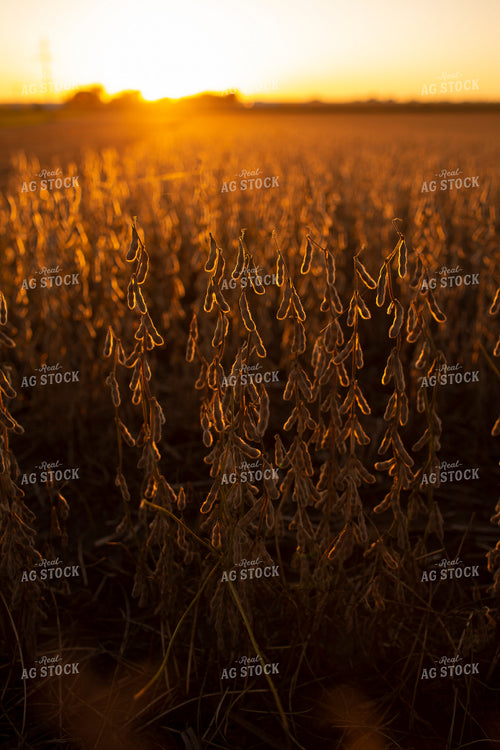 Soybeans - Dry 2476