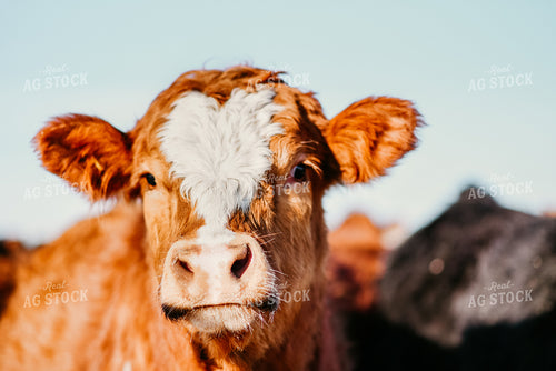 Baldy Cow 64118