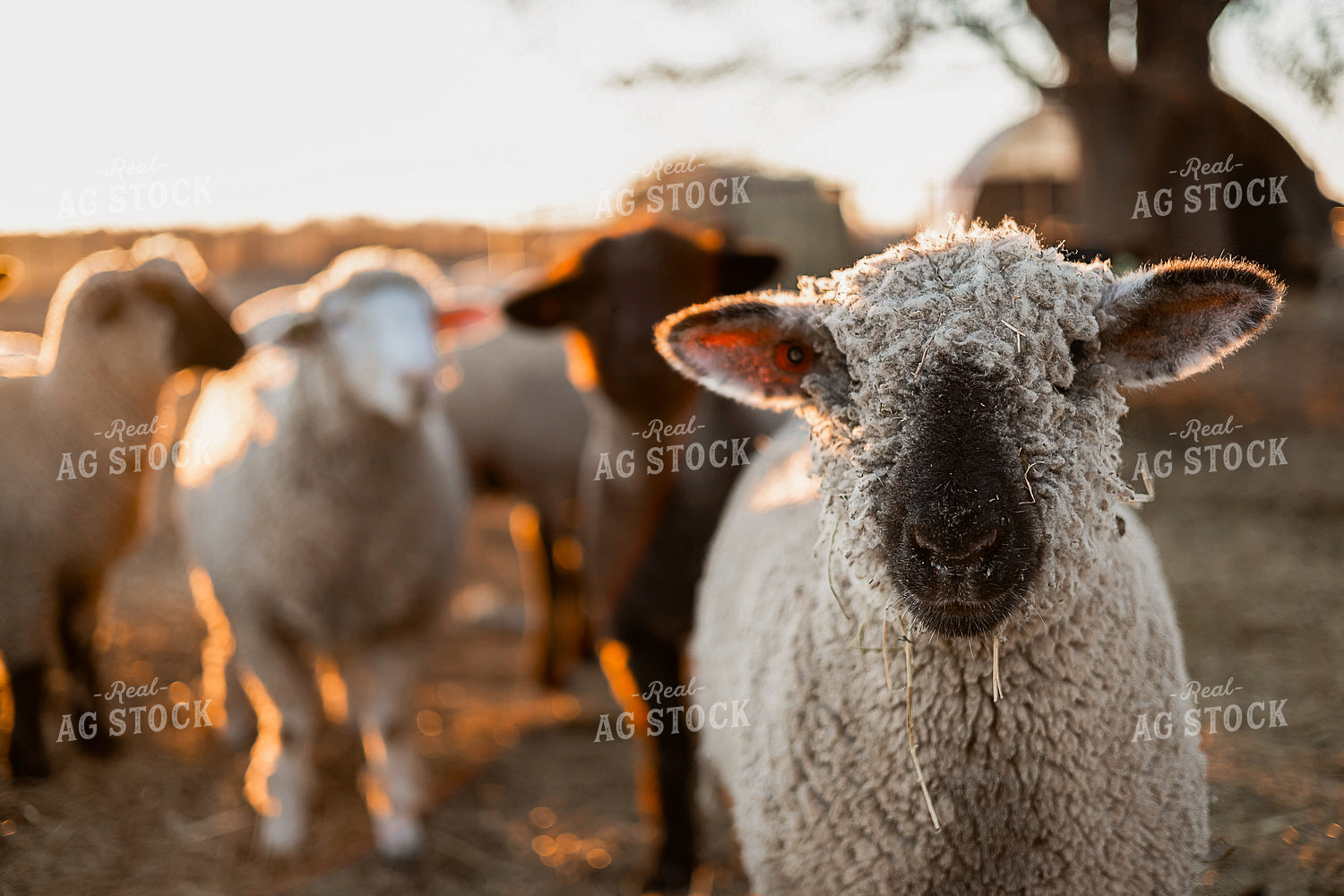 Sheep Close Up 93363