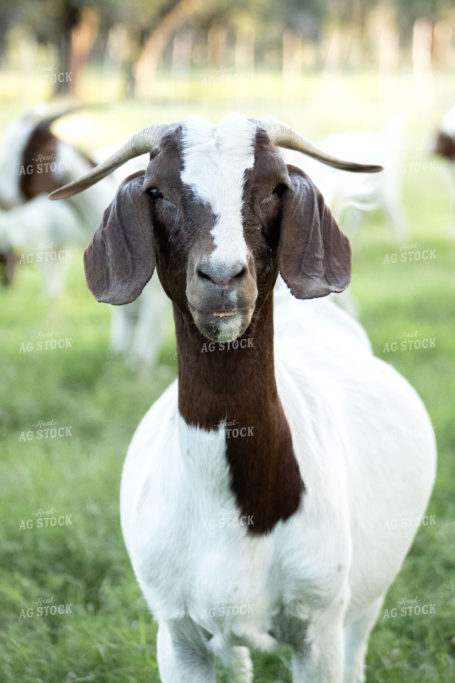 Goats 288031