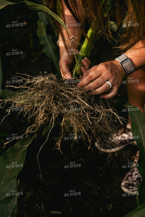 Checking Corn Roots 67461