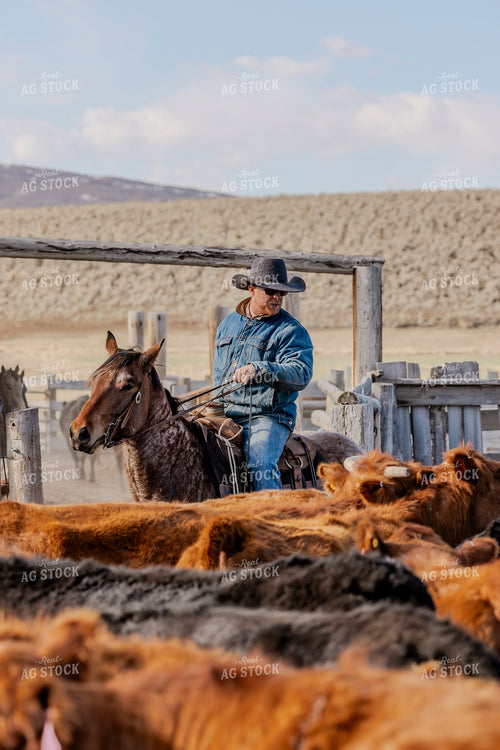 Rancher Working Cattle on Horseback 200033