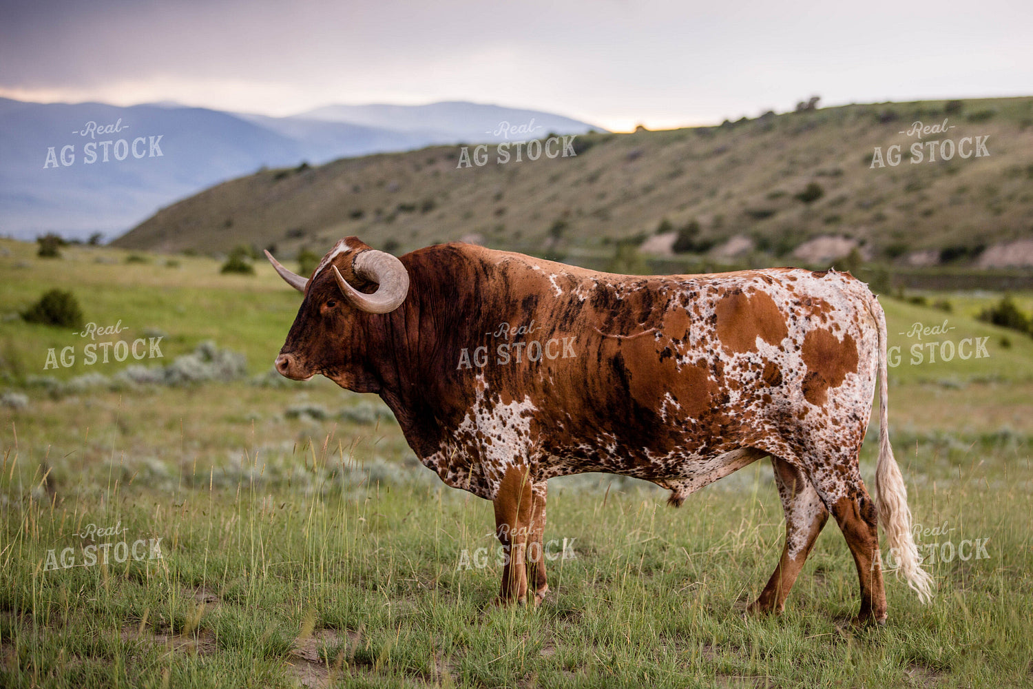 Longhorn Cattle on Pasture 81144