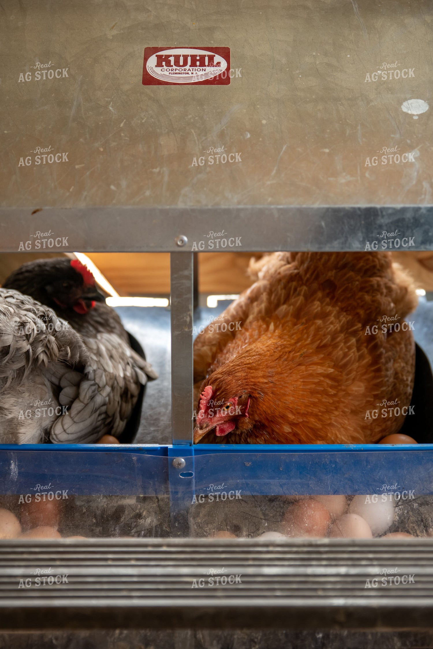 Laying Hens 76452