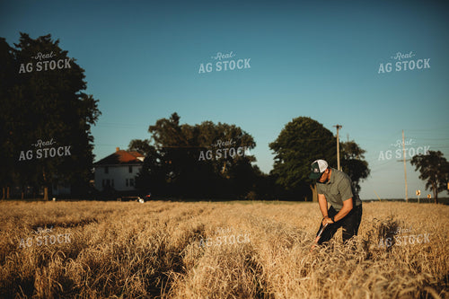 Farmer Agronomist with Shovel in Soybean and Rye Cover Crop Field 5847