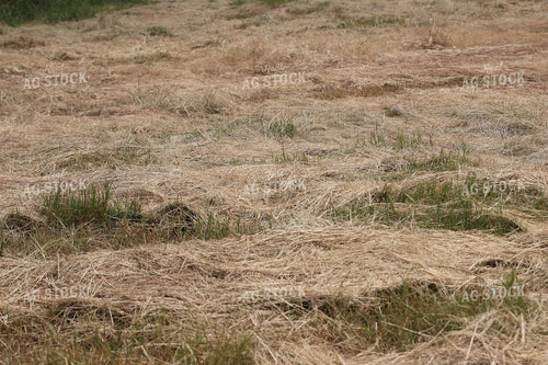Cut Hay 102094