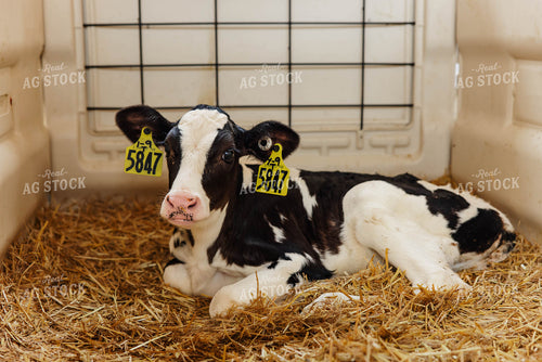 Holstein Calf 152627