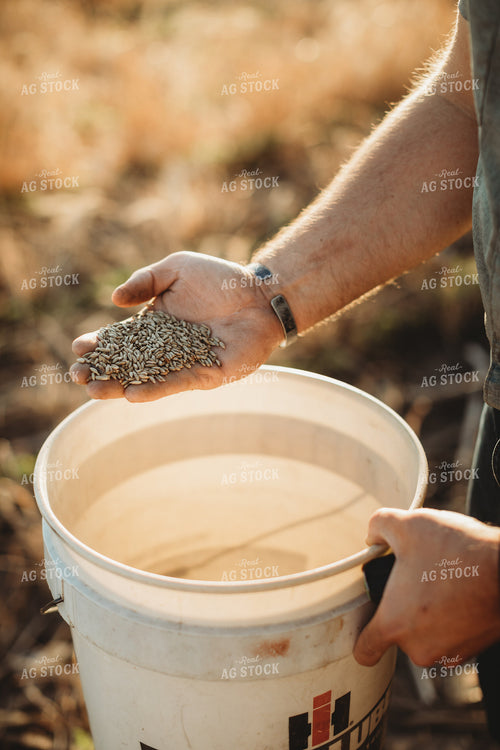 Farmer Agronomist Holding Rye Seed in Hand 5863