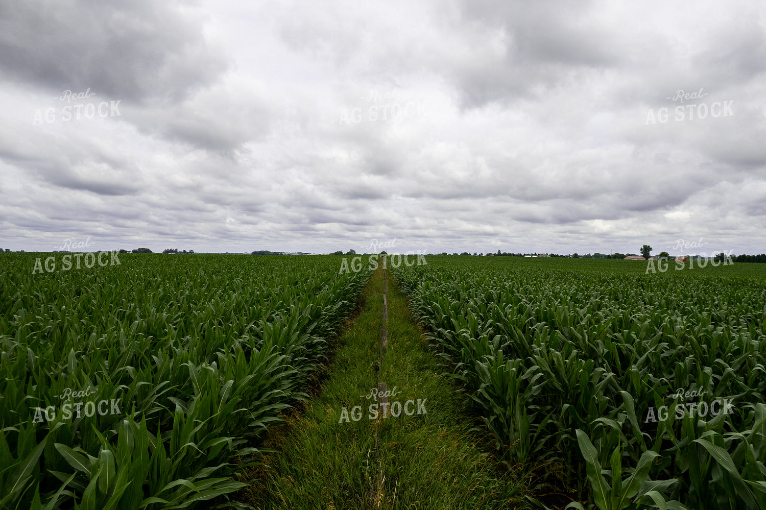 Mid-Season Corn 92010