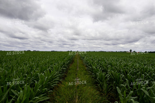Mid-Season Corn 92010