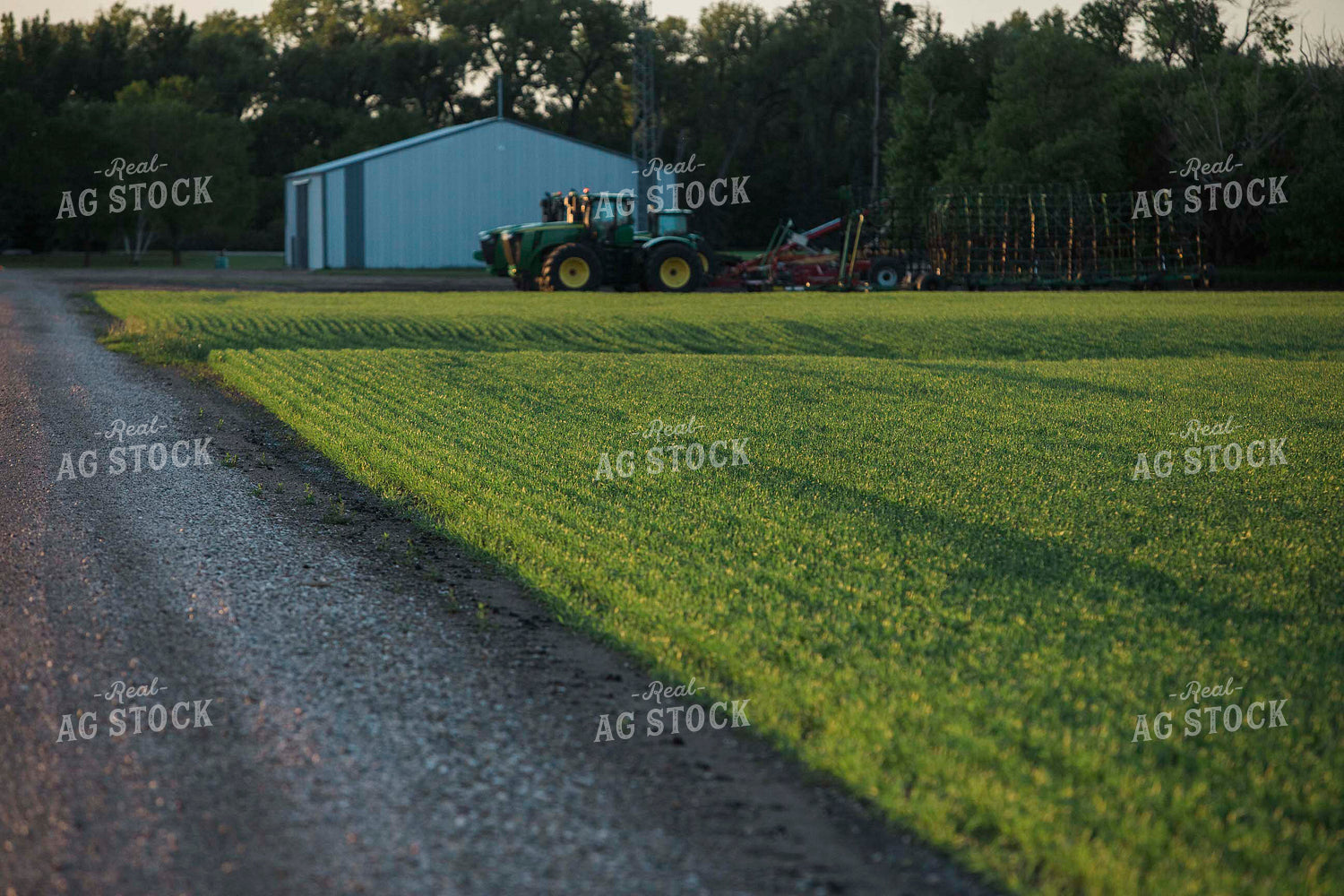 Green Wheat Field With Tractor 5433