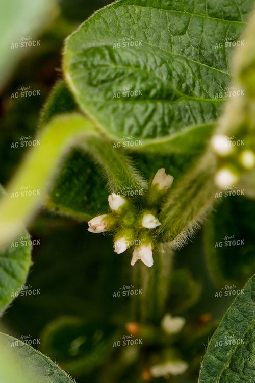Soybean Plant Bloom 65846