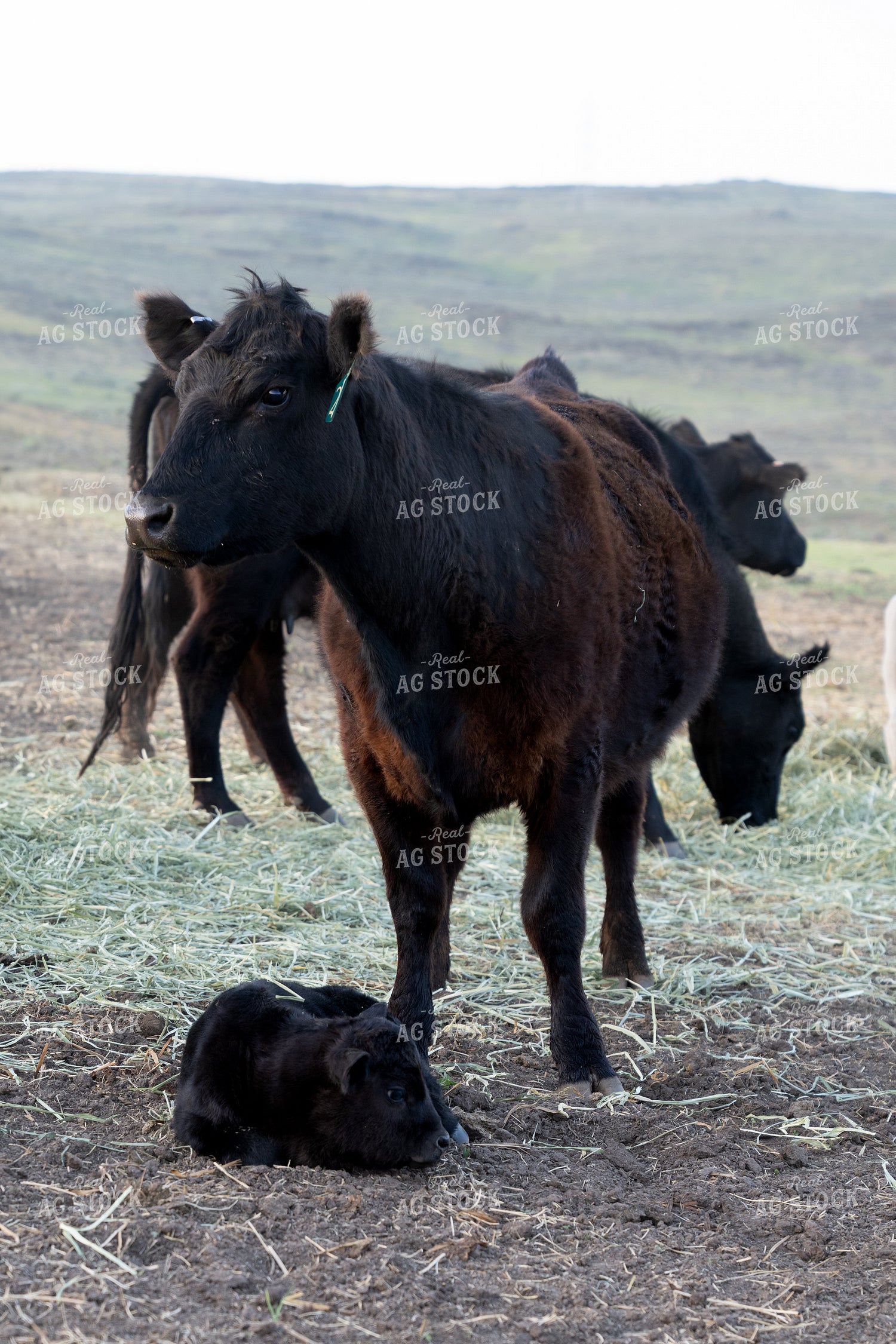 Black Cow with Calf in a Rural Farm Landscape 65331