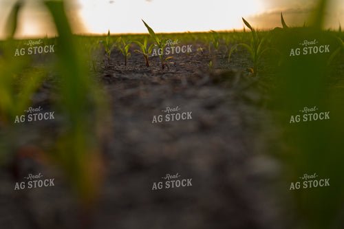 Corn - Early Growth 1066
