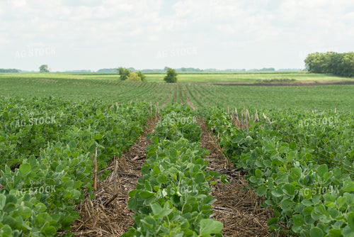 Rows of Soybeans 76201