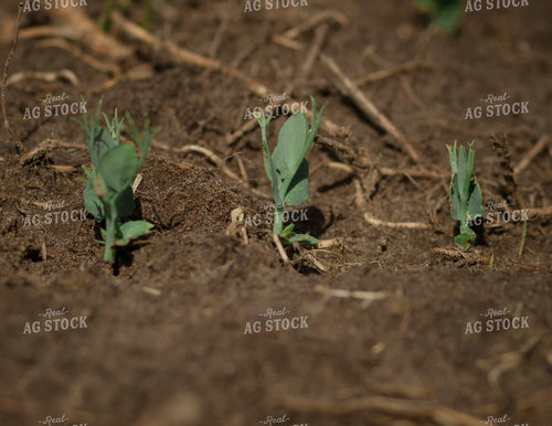 Young Pea Plants 135082