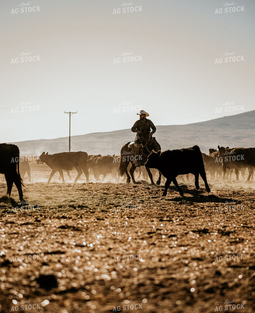 Rancher in Pasture with Cattle 54020