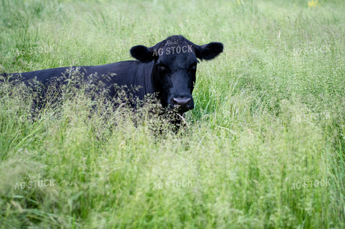 Cow in Grassy Pasture 50072