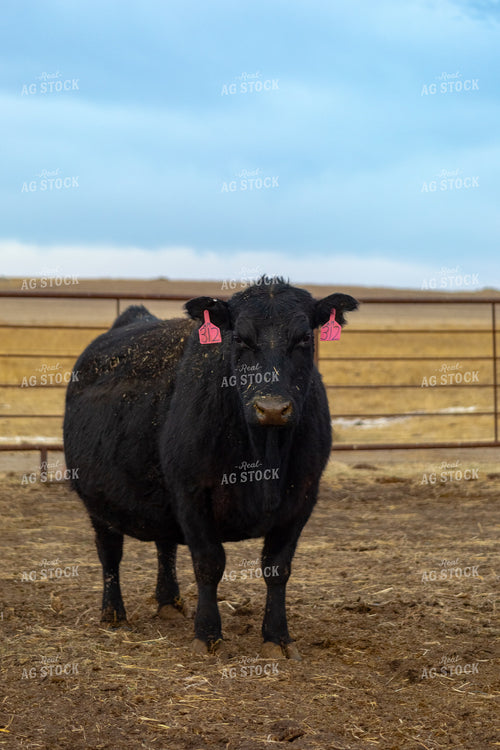 Pregnant Cow 155354