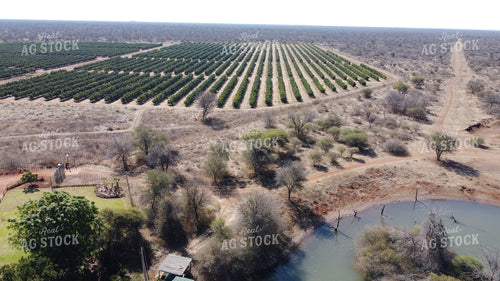 Aerial of Orchard 122012