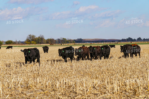 Cattle on Corn Stalks 156017