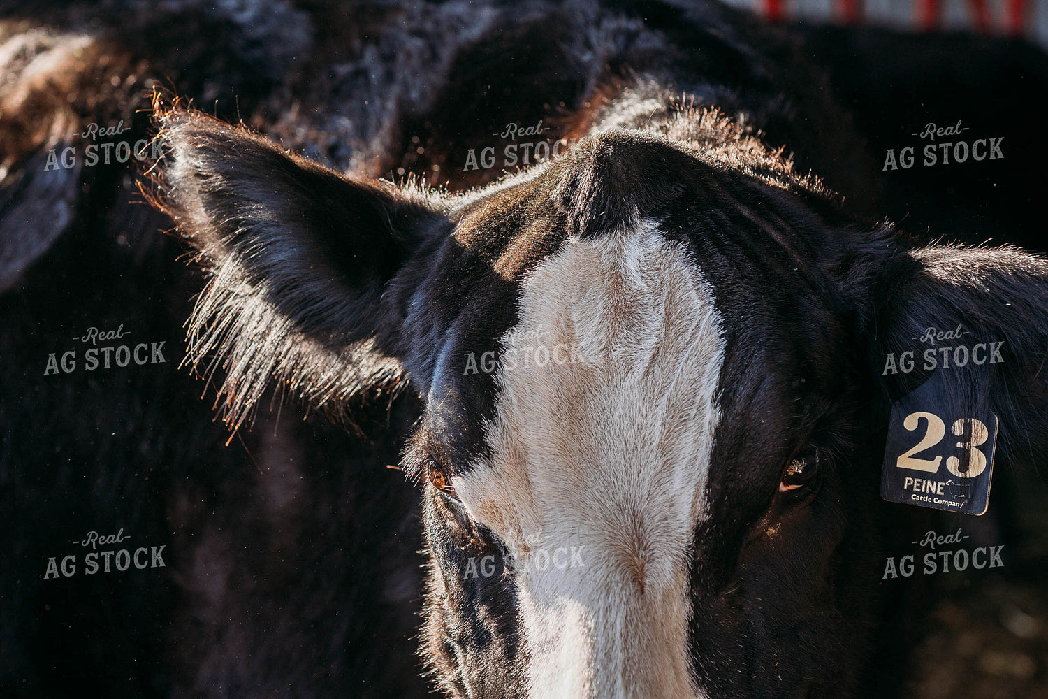 Black Baldy Cow 174008