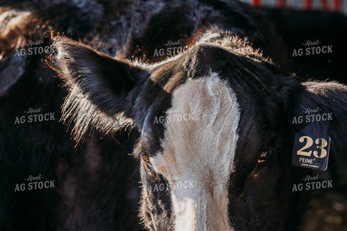 Black Baldy Cow 174008