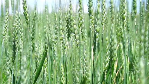 Wheat Field 146052