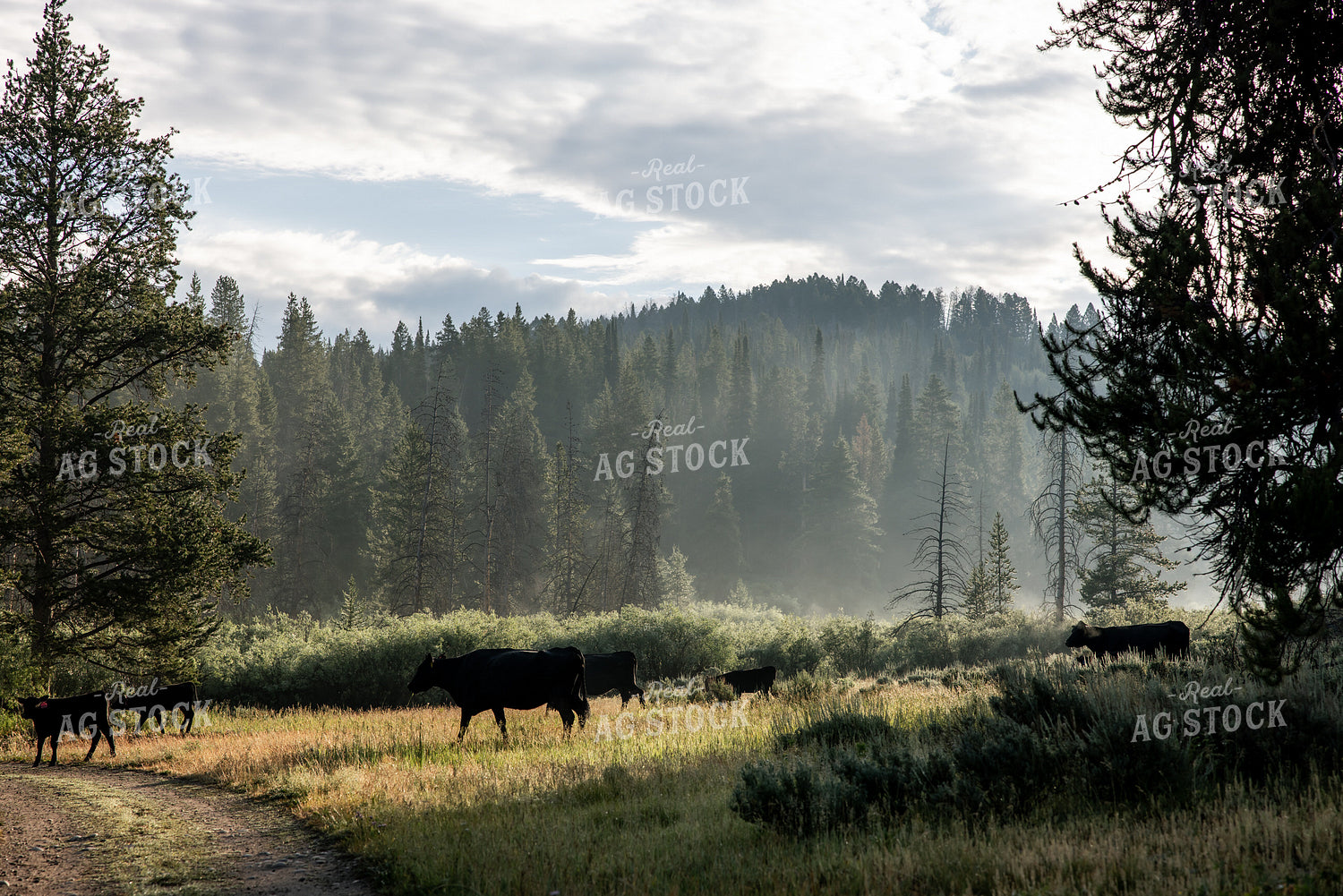 Moving Cattle on Mountain 304102