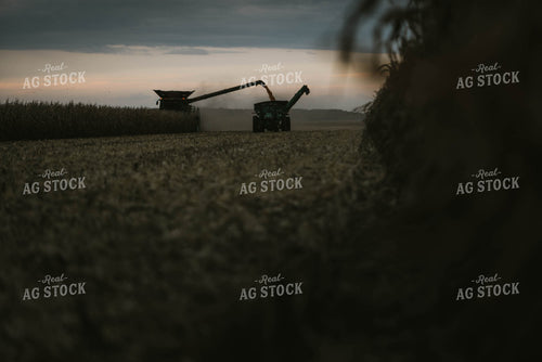 Corn Harvest 8599