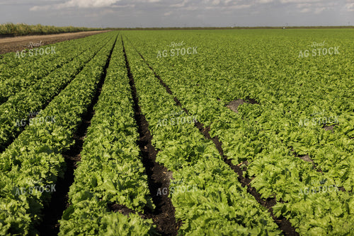 Iceberg Lettuce Field 7352
