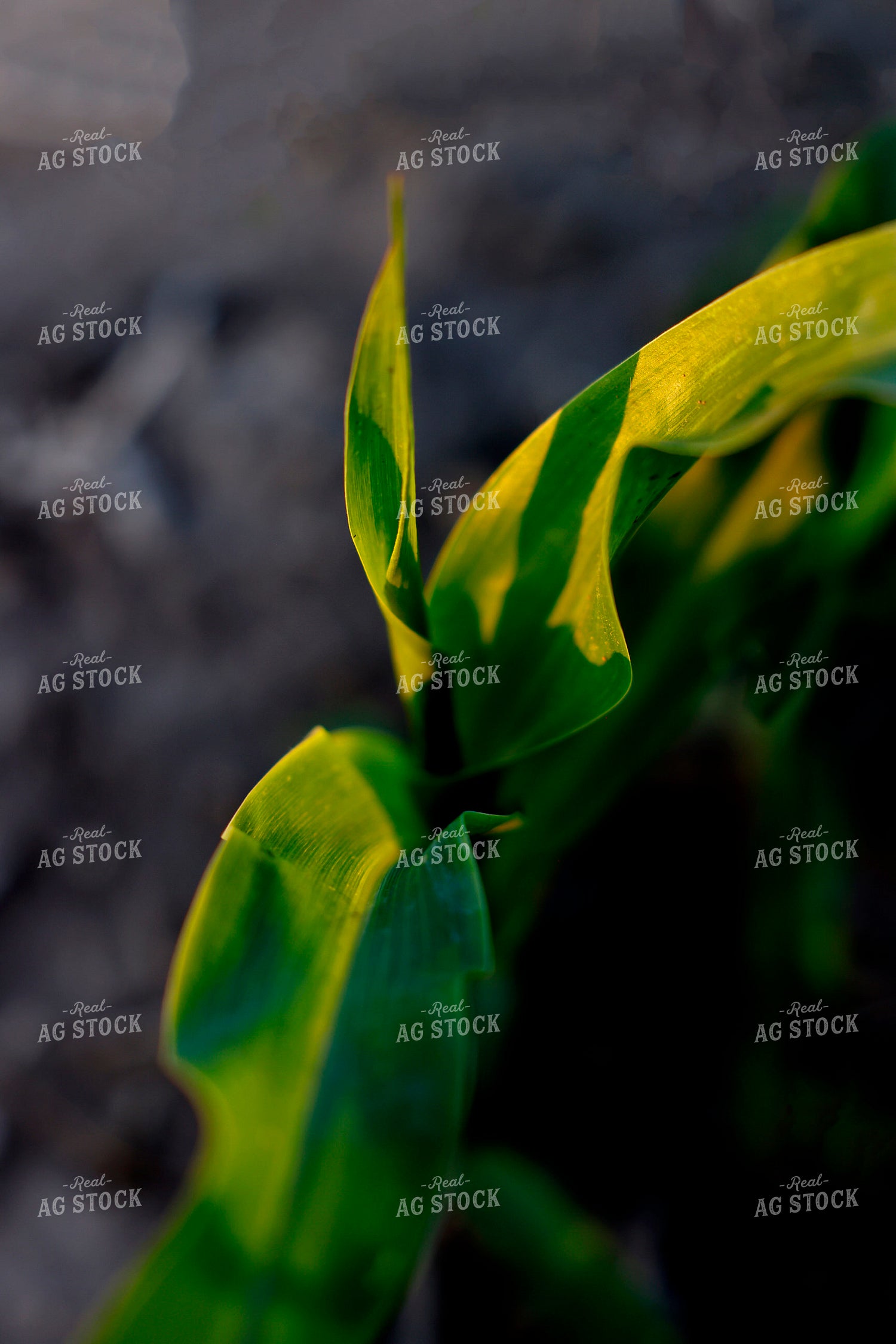 Corn Close Up 129155