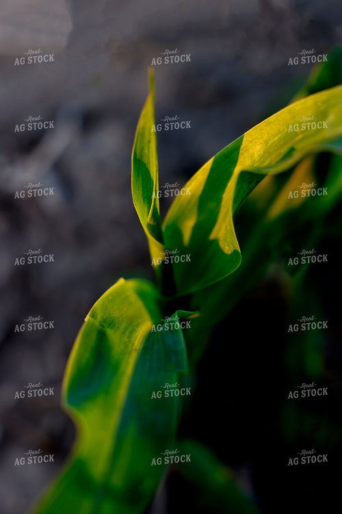Corn Close Up 129155