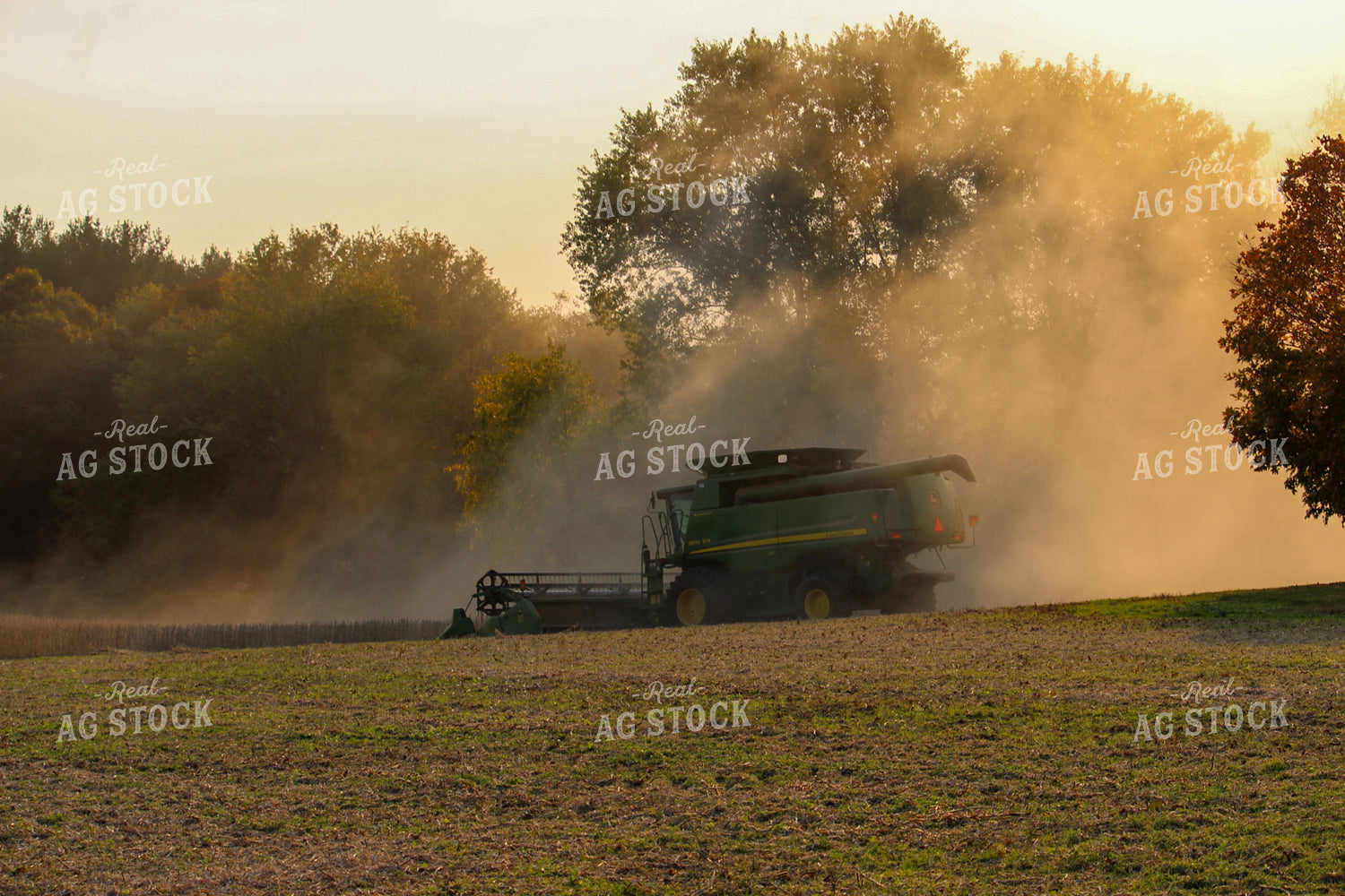 Combine Harvesting Soybeans 52066