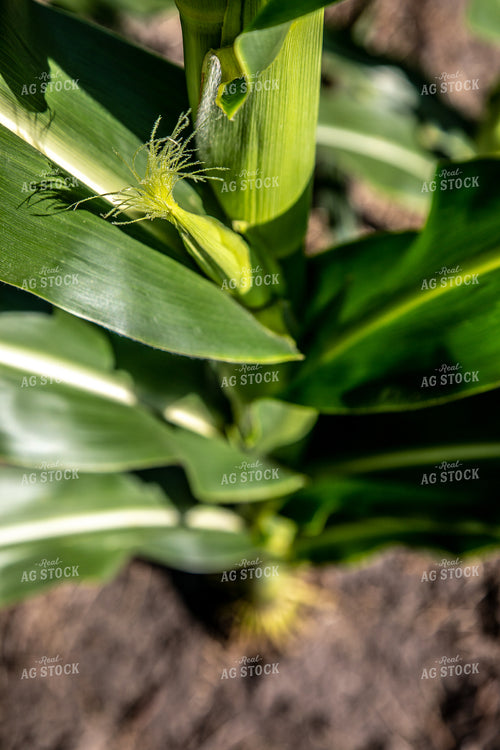 Corn Leaves 250139